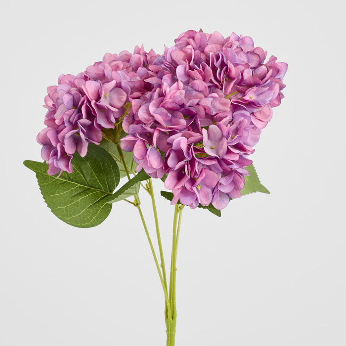 Hydrangea Yasmin Bunch Lavender