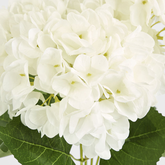 Hydrangea Yasmin Bunch White