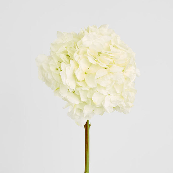 Hydrangea Ball Head Stem 48cm White