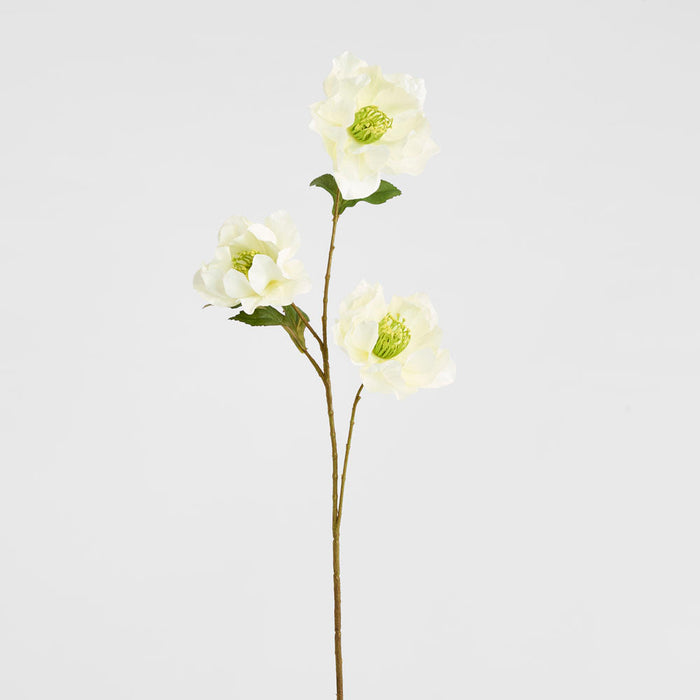 Helleborus White 67cm
