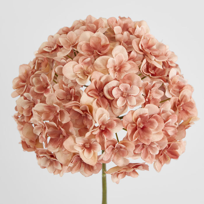 Hydrangea Coral 74cm