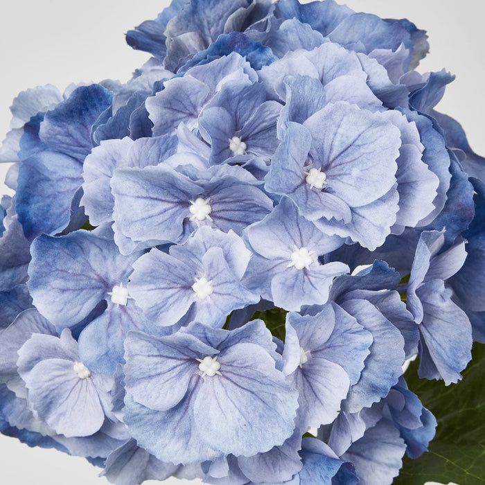 Hydrangea Susan Soft Touch Blue 52cm 6 pcs