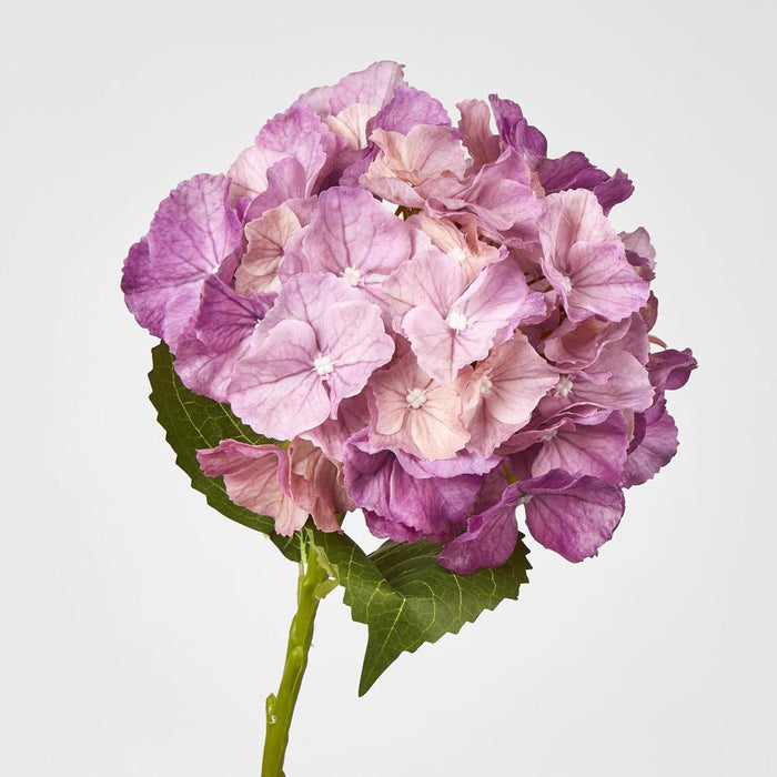 Hydrangea Susan Soft Touch Plum 52cm 6 pcs