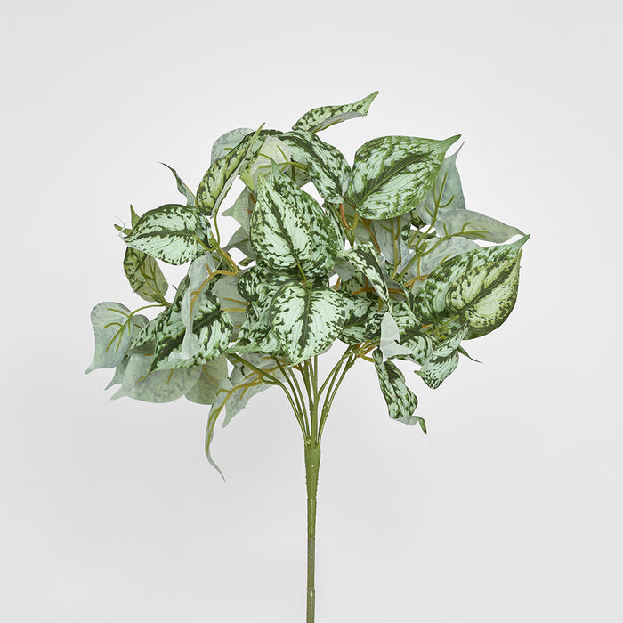 Scindapsus Bush 42cm set of 12