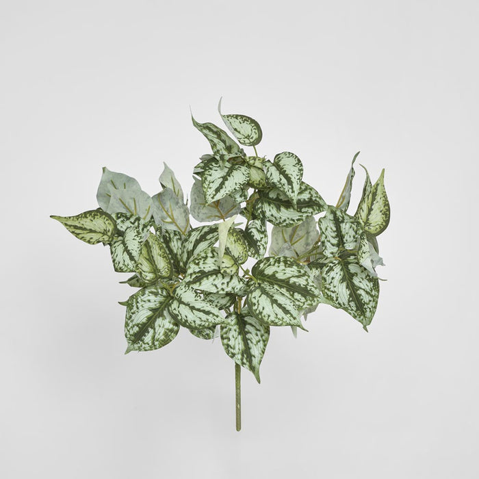 Scindapsus Bush 42cm set of 12