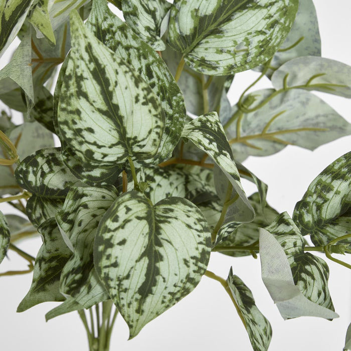 Scindapsus Bush 42cm set of 12