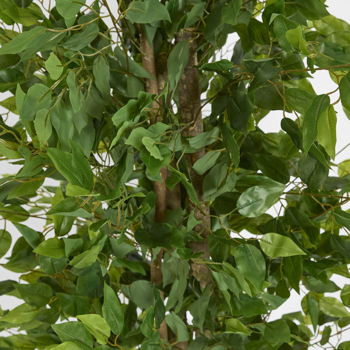 Ficus Tree 160cm