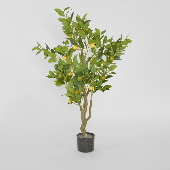 Lemon Tree 120cm