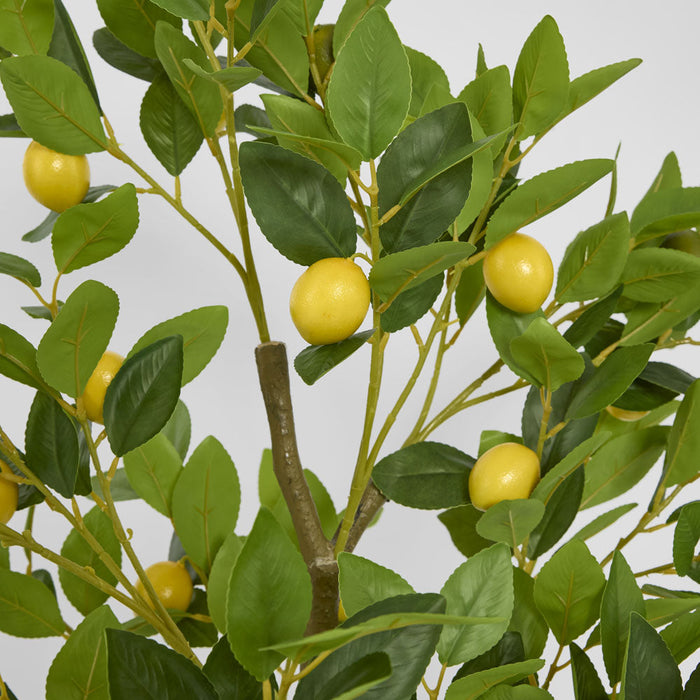 Lemon Tree 120cm
