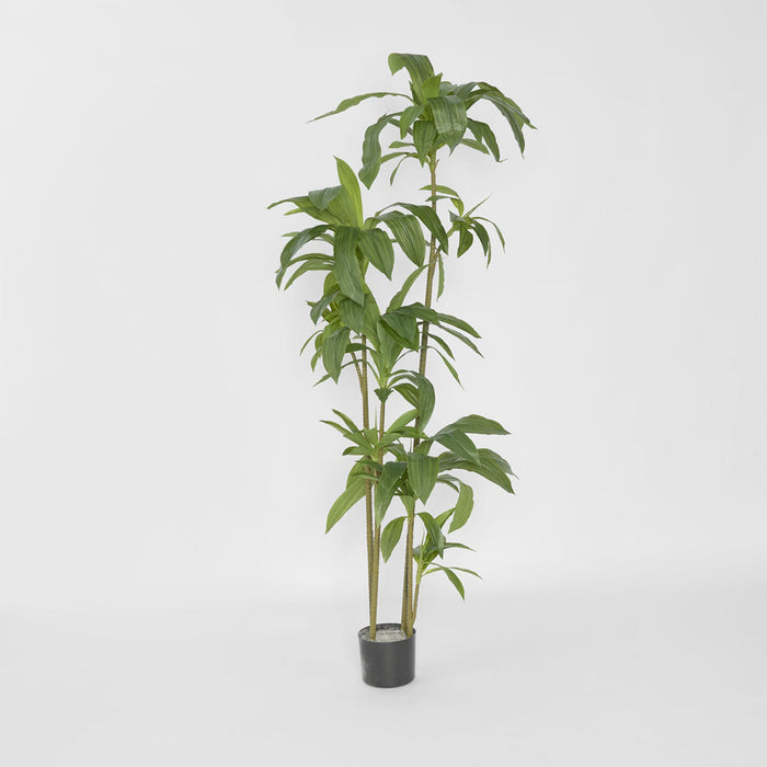Dracaena Tree 150cm