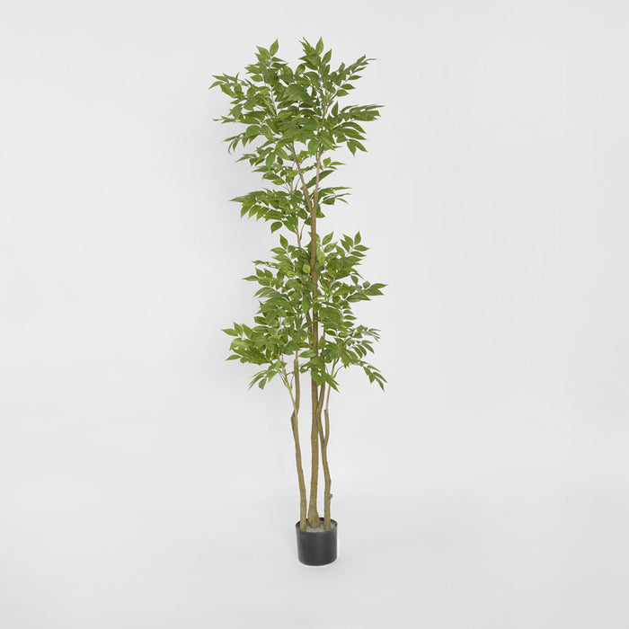 Japanese Lacquer Tree