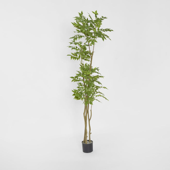 Japanese Lacquer Tree
