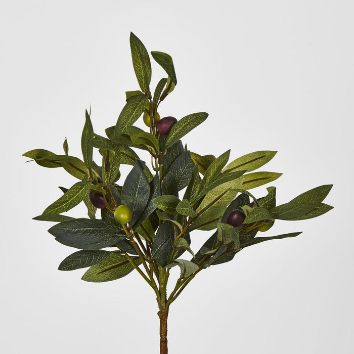 Olive Leaf Bush with Olives