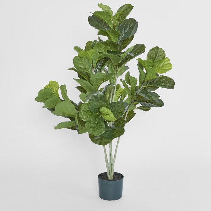 Fiddle Leaf Plant 120cm