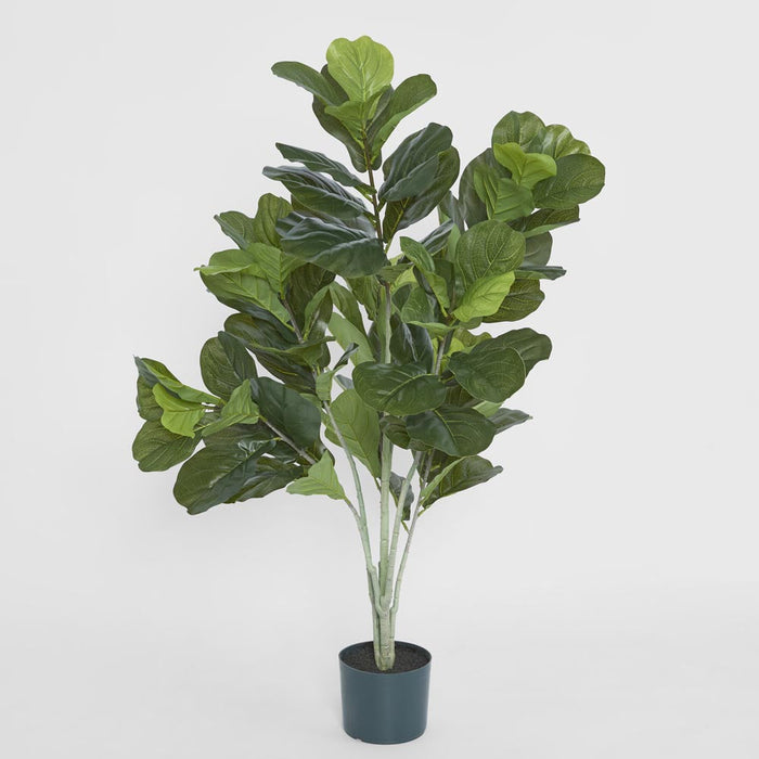 Fiddle Leaf Plant 120cm