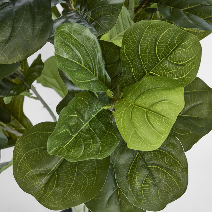 Fiddle Leaf Plant 120cm