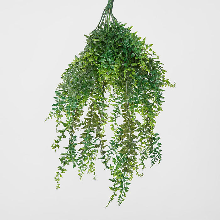 Bakers Fern Hanging