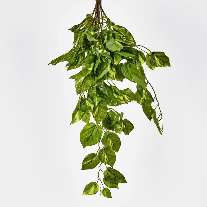 Pothos Plant Hanging