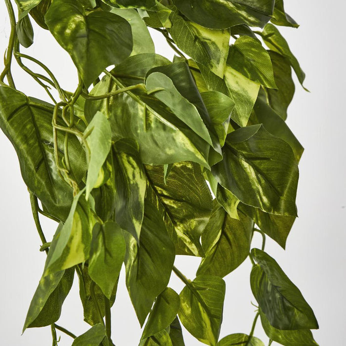 Pothos Plant Hanging