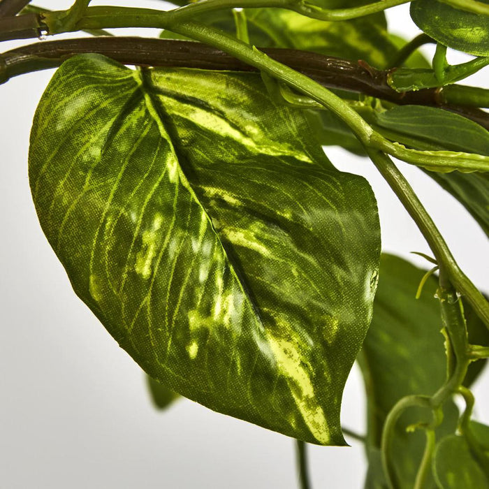 Pothos Plant Hanging
