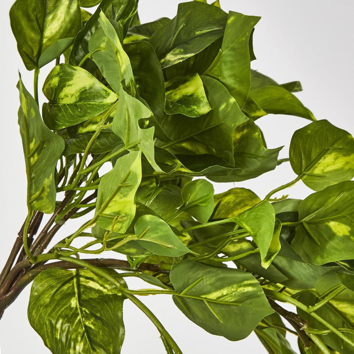 Pothos Plant Hanging