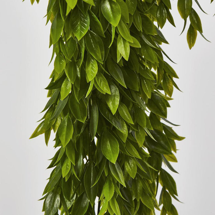 Ruscus Plant Hanging 56cm