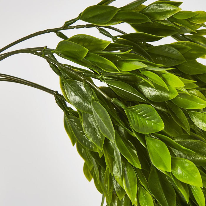Ruscus Plant Hanging 56cm