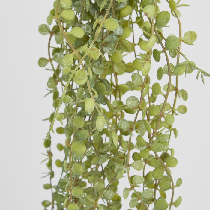 Hanging Button Fern Vine 56cm 12 pcs