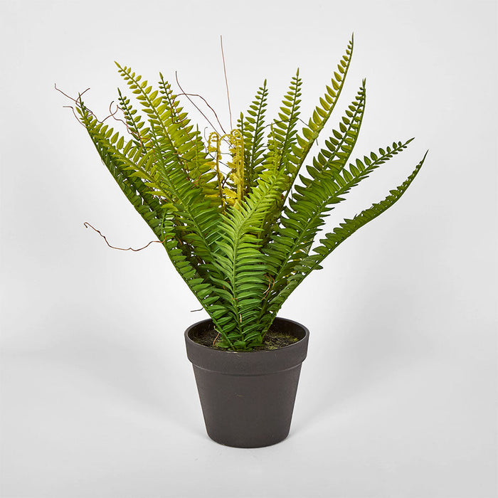 Fern Potted 20cm