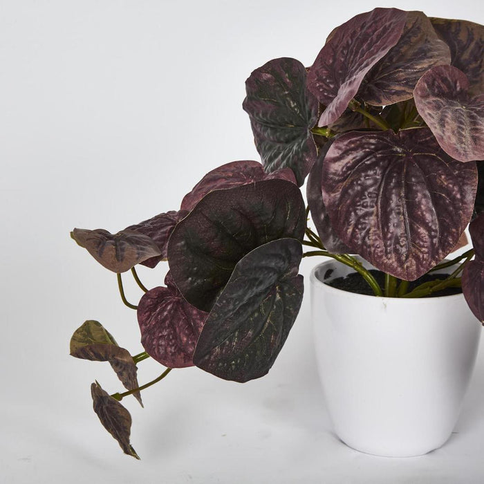 Burgundy Real Touch Peperomia Potted Bush 28cm