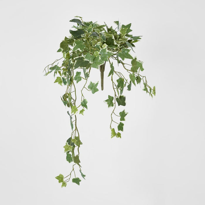 Ivy Hanging Bush Variegated Green