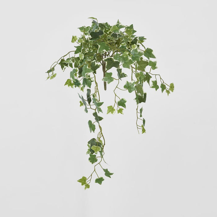 Ivy Hanging Bush Variegated Green
