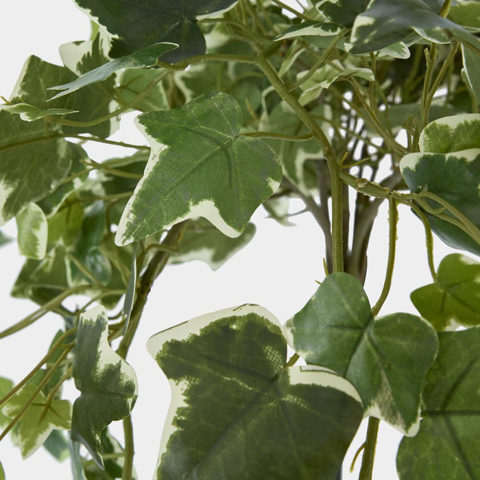 Ivy Hanging Bush Variegated Green