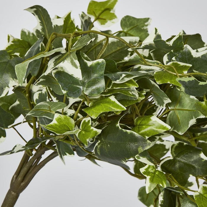 Ivy Hanging Bush Variegated Green