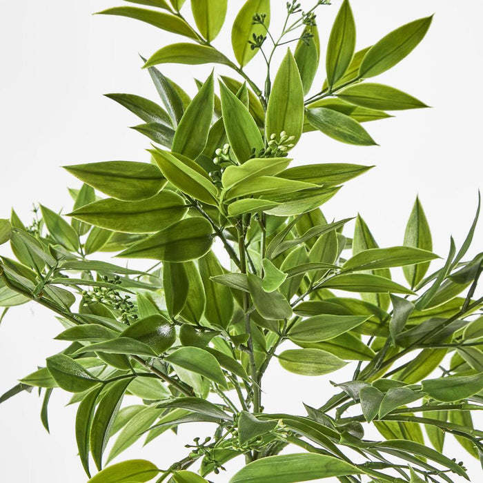 Ruscus Bush With Seeds