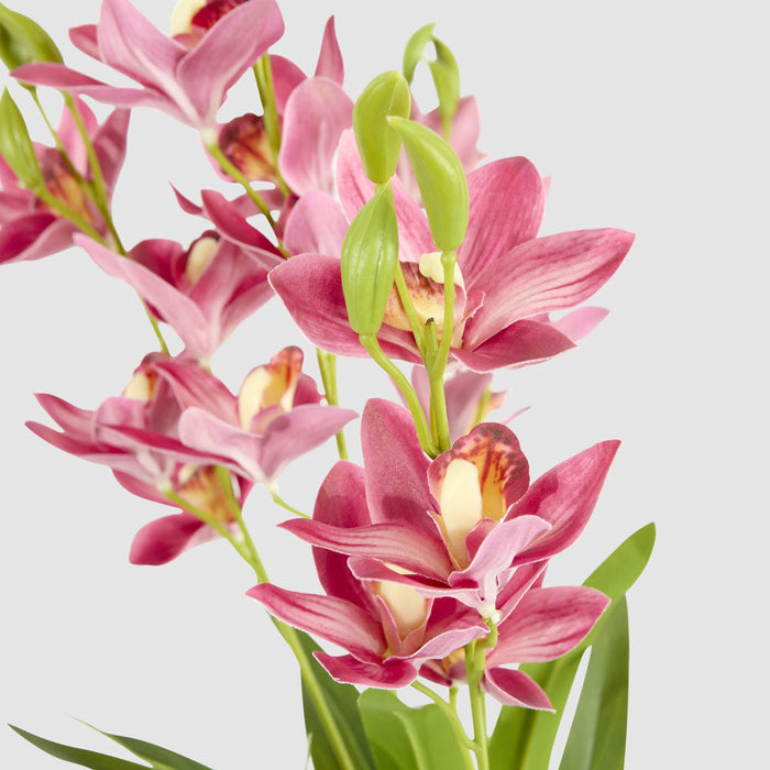 Cymbidium Spray With Leaves Dark Pink