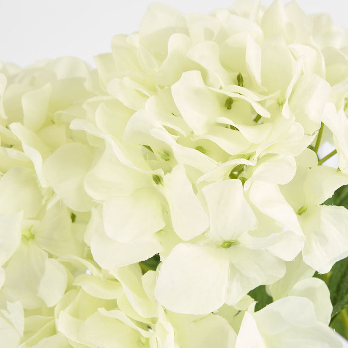 Hydrangea Large Bunch White