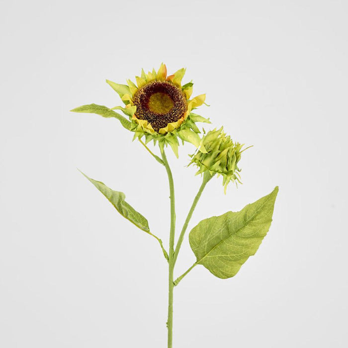 Seeding Sunflower Floral Stem
