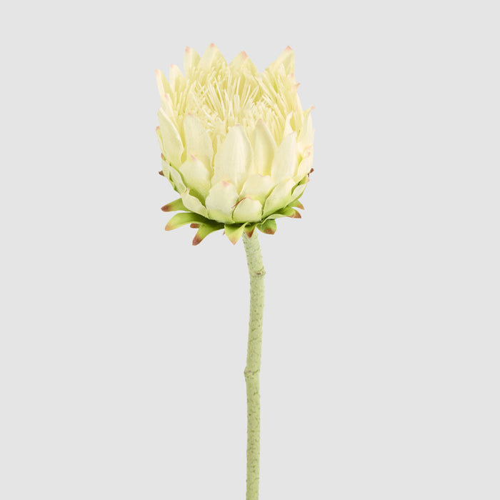 Protea Stem 60cm White 6 pcs