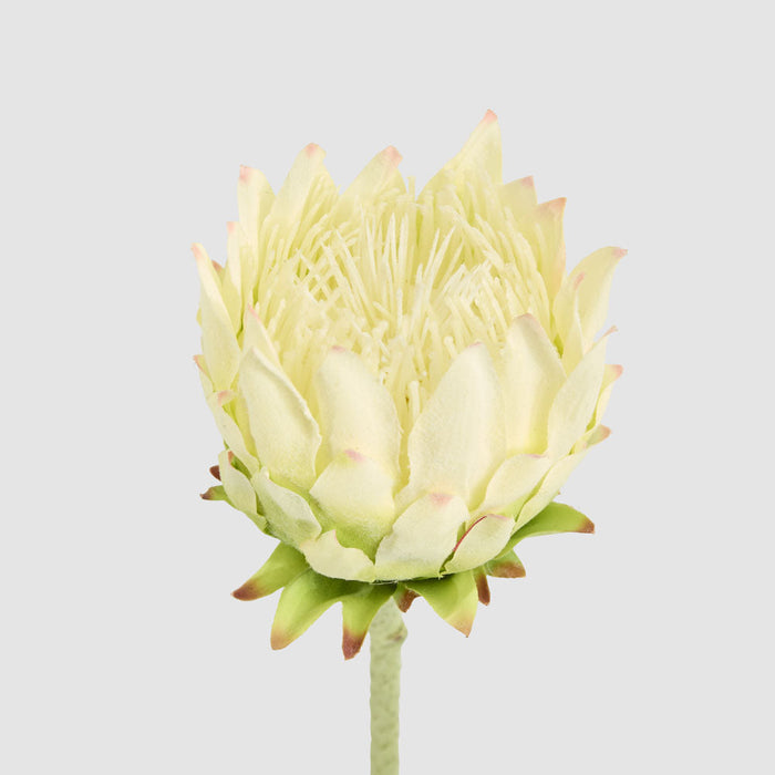 Protea Stem 60cm White 6 pcs