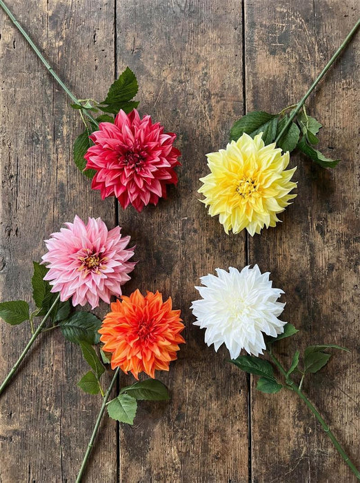 Dahlia Pink