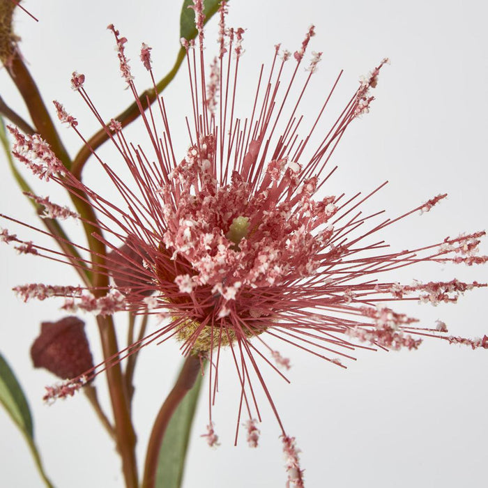 Flowering Eucalyptus Pink