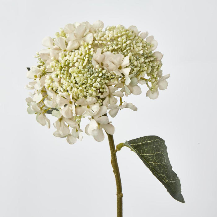 Lace Cap Hydrangea White 6 pcs