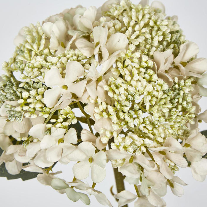 Lace Cap Hydrangea White 6 pcs