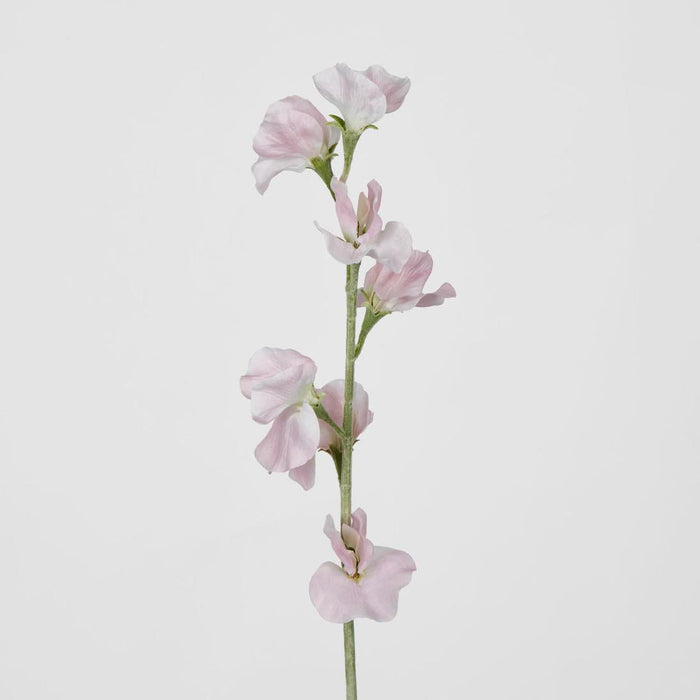 Sweetpea Light Pink 18 pcs