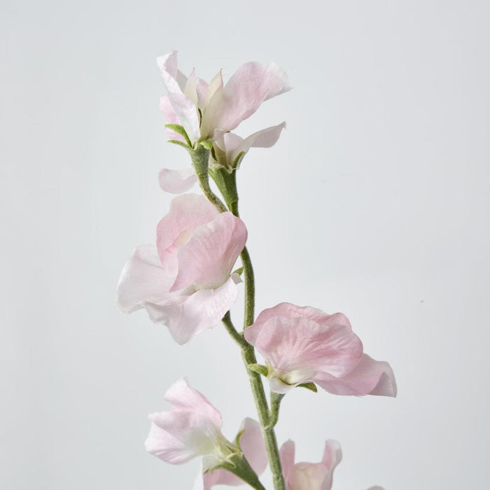 Sweetpea Light Pink 18 pcs