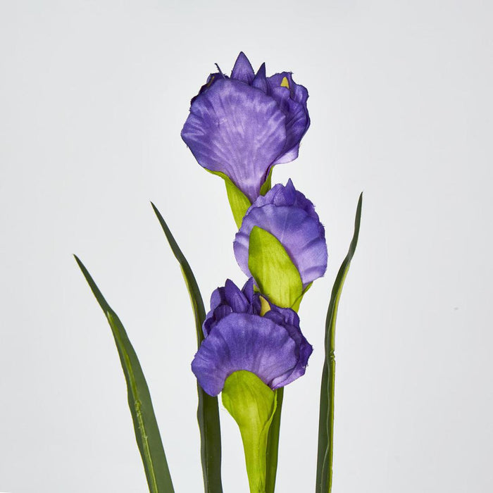 Iris Purple 6 pcs