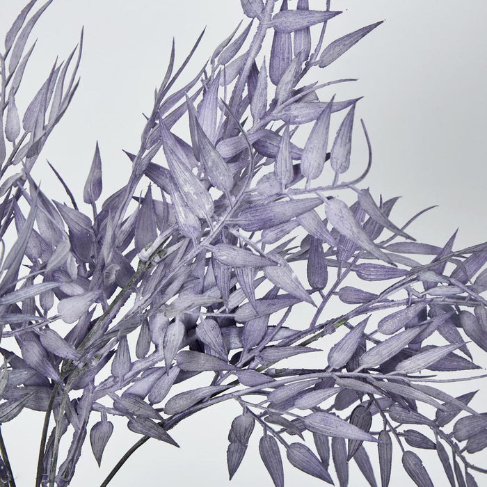 Bamboo Leaf Bush Purple 2 pcs