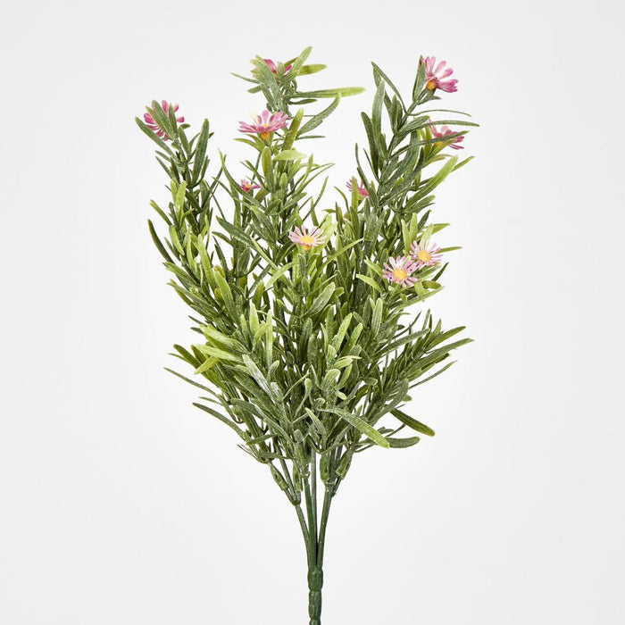 Wild Daisy Bush Pink 12 pcs