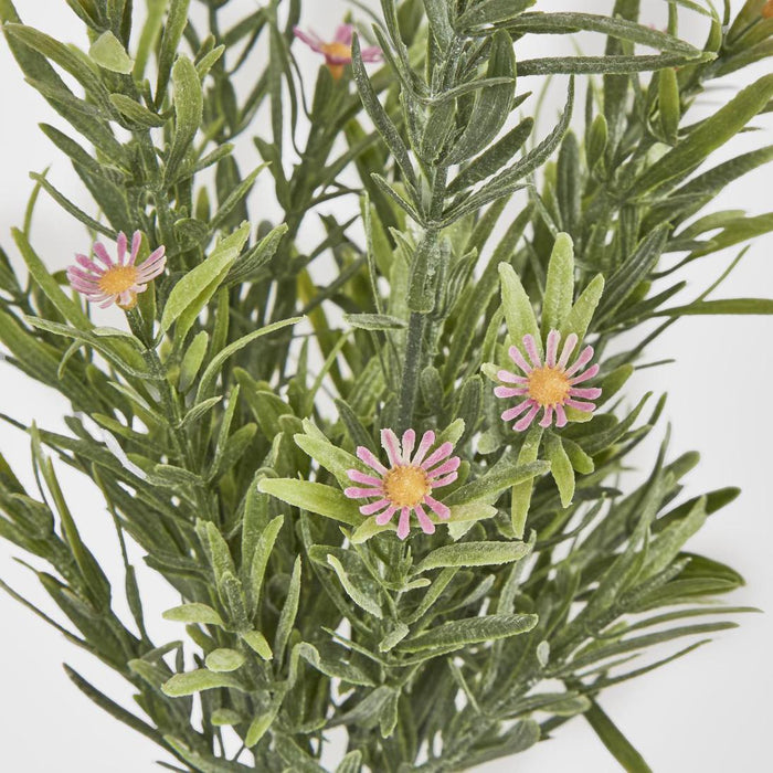 Wild Daisy Bush Pink 12 pcs